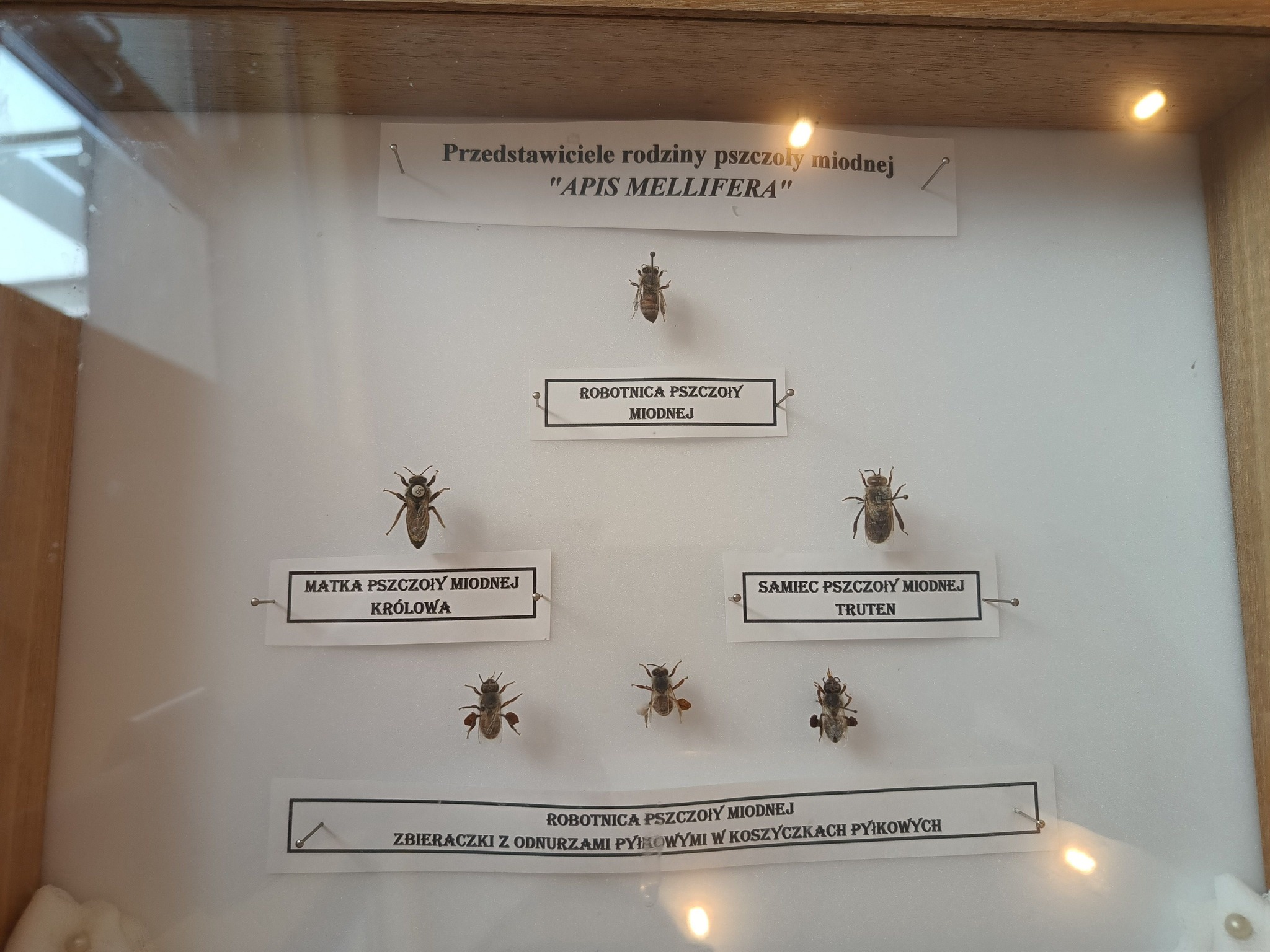 Wykład i pokaz na temat: "Życie pszcz&oacute;ł miodnych i ich wpływ na środowisko oraz rolnictwo".