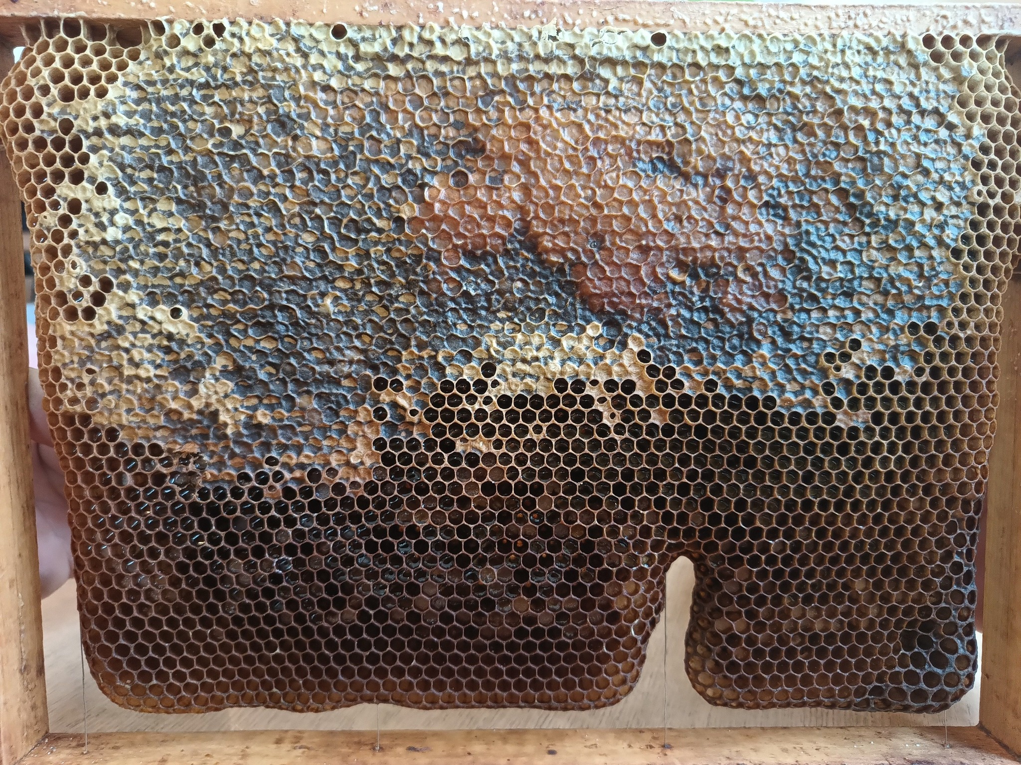 Wykład i pokaz na temat: "Życie pszcz&oacute;ł miodnych i ich wpływ na środowisko oraz rolnictwo".